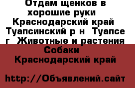 Отдам щенков в хорошие руки - Краснодарский край, Туапсинский р-н, Туапсе г. Животные и растения » Собаки   . Краснодарский край